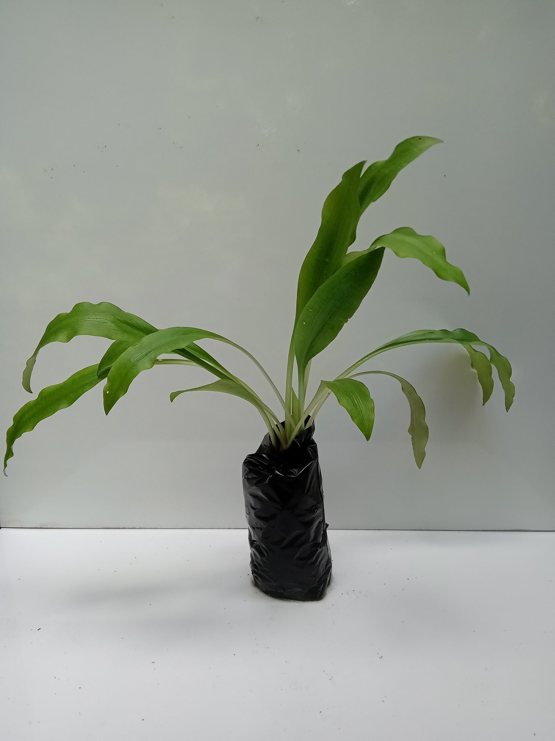 Griffinia liboniana