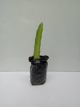 Pitaya