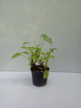 Alocasia (Mini)
