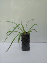 Abacaxi ornamental