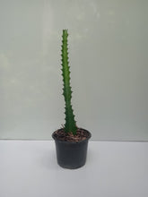 Cactos Candelário