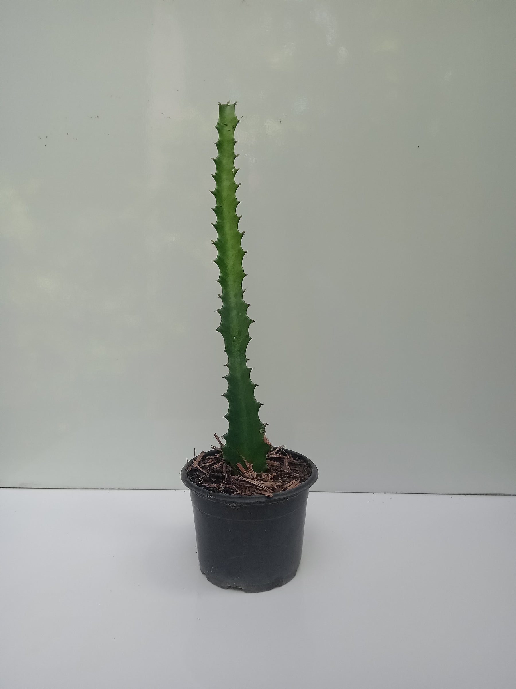 Cactos Candelário