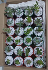 Suculenta para Lembrancinhas