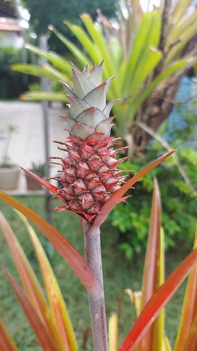 Abacaxi ornamental