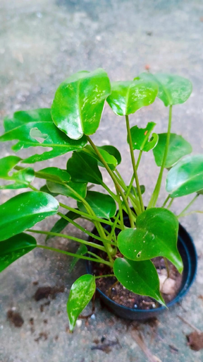 Alocasia (Mini)